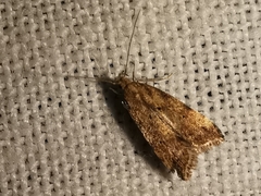Brachmia blandella