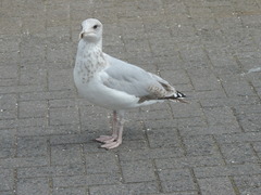 Larus argentatus