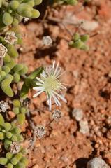 Drosanthemum albens