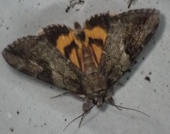 Catocala micronympha