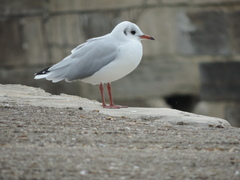 Chroicocephalus ridibundus