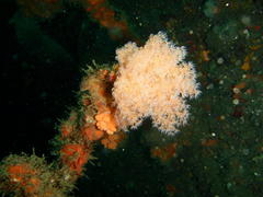 Leptophyton benayahui