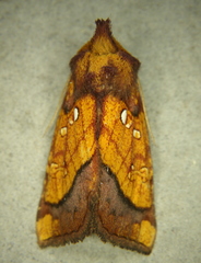 Papaipema harrisii