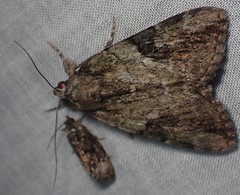 Catocala micronympha