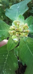 Euphorbia heterophylla