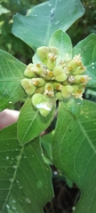 Euphorbia heterophylla