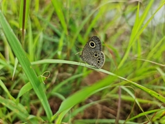Ypthima tabella