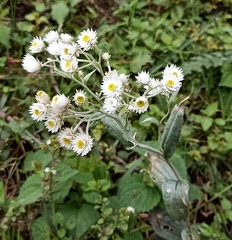 Anaphalis triplinervis