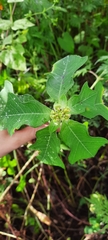 Euphorbia heterophylla