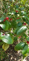 Ilex ambigua