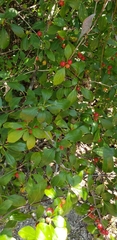Ilex ambigua