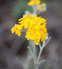 Psilostrophe gnaphalodes