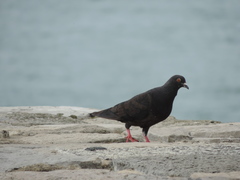 Columba livia domestica