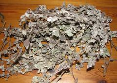 Helichrysum petiolare