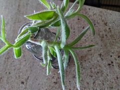 Cyanotis somaliensis