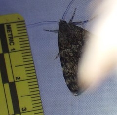 Catocala lineella