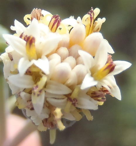 Curio talinoides