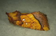 Papaipema harrisii
