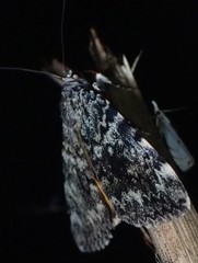 Catocala lineella