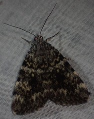 Catocala lineella