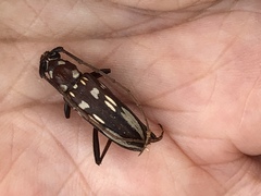 Eburia decemmaculata