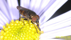 Stomorhina obsoleta