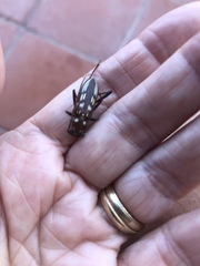 Eburia decemmaculata