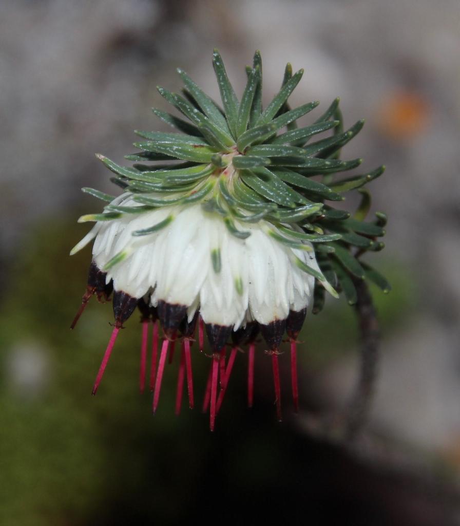 Redthread Heath