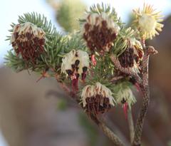 Erica recurvata