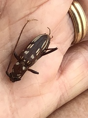 Eburia decemmaculata