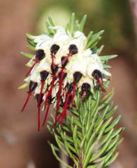Erica recurvata