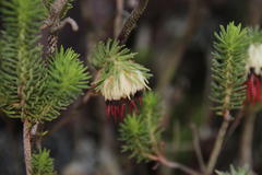 Erica recurvata