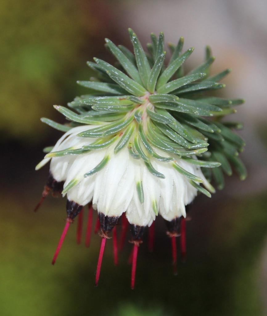 Frill Heaths