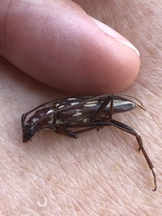 Eburia decemmaculata