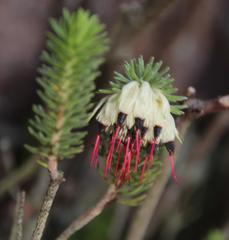 Erica recurvata