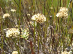 Stoebe gomphrenoides