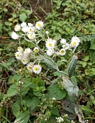 Anaphalis triplinervis