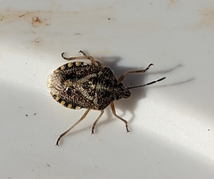 Agonoscelis puberula