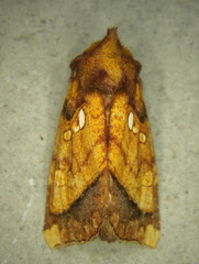 Papaipema harrisii