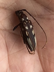 Eburia decemmaculata