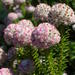 Marshmallow Snakebush - Photo (c) Nick Helme, some rights reserved (CC BY-SA), uploaded by Nick Helme
