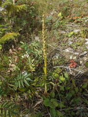 Platanthera hyperborea