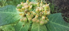 Euphorbia heterophylla