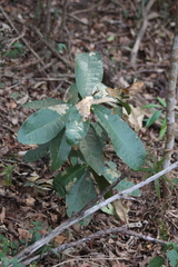 Acridocarpus natalitius