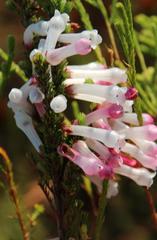Erica colorans