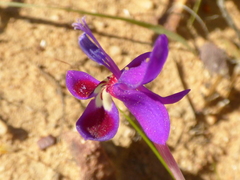 Lapeirousia pyramidalis