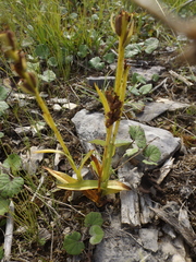 Platanthera hyperborea