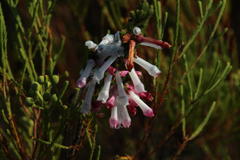 Erica colorans