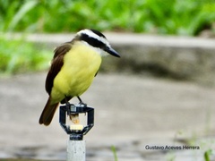 Pitangus sulphuratus