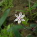 Strumaria chaplinii - Photo (c) Nick Helme,  זכויות יוצרים חלקיות (CC BY-SA), uploaded by Nick Helme